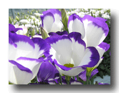 �g���R�L�L���E